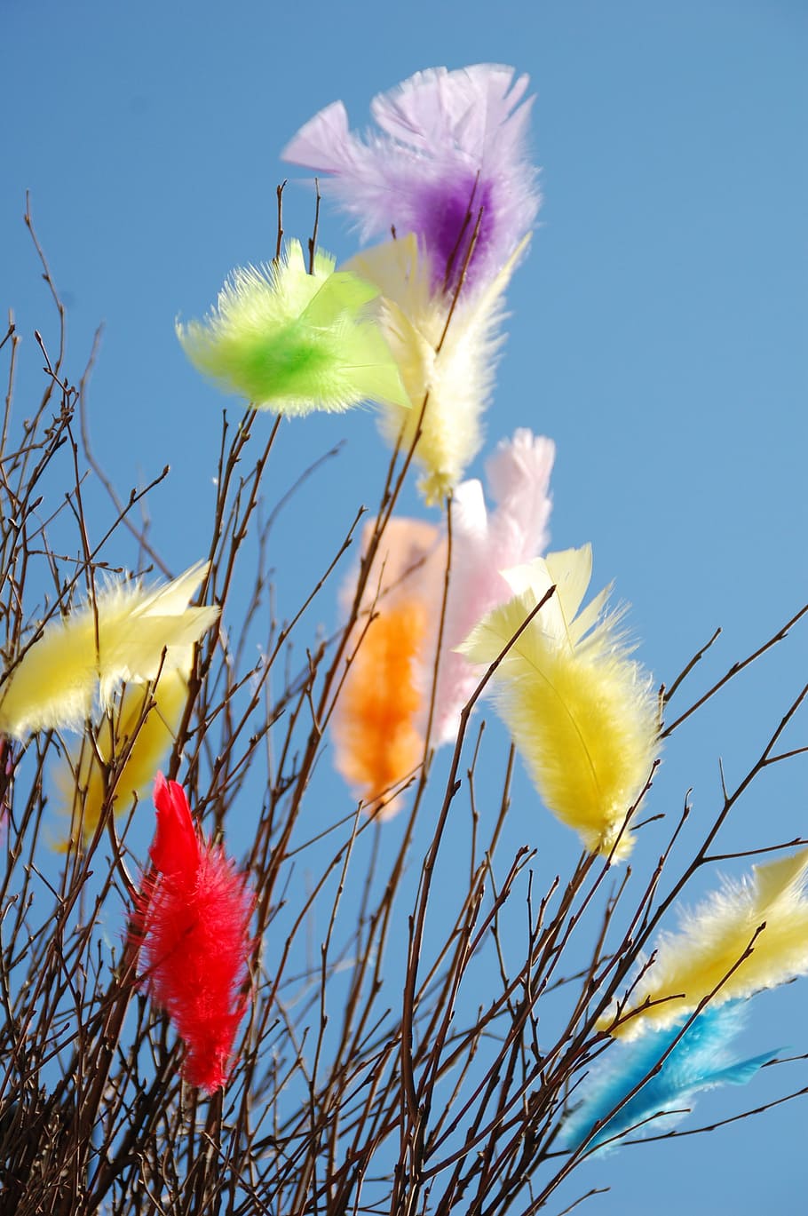 feathers, easter, coloured, decoration, decorative, easter feathers
