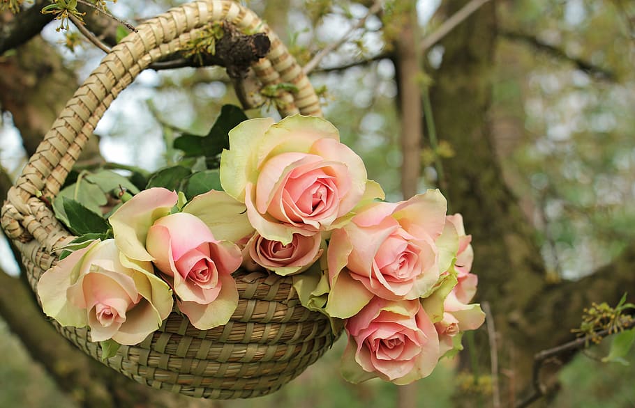 pink-and-green roses on basket, noble roses, tree, branch, flowers