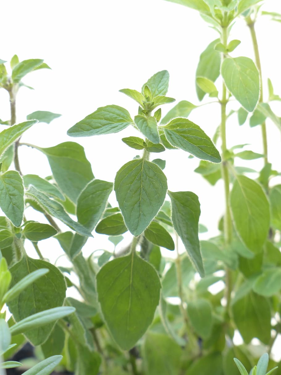 Oregano, Spice, Herb, Kitchen, kitchen spice, kitchen herb HD wallpaper