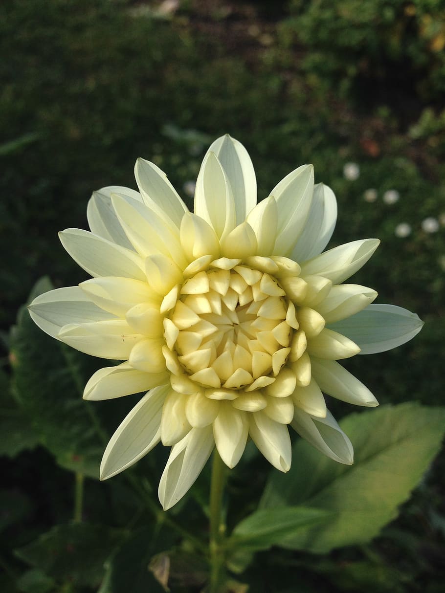 dahlia, flower, white, flowering plant, fragility, vulnerability HD wallpaper
