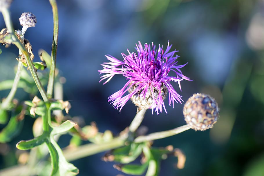väddklint, höstblomster, weeds, flower, flowering plant, freshness HD wallpaper