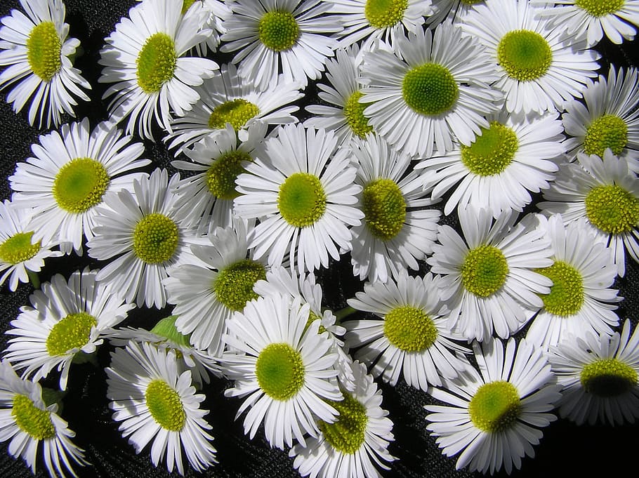 daisies, white, pattern, flower, flowering plant, freshness HD wallpaper