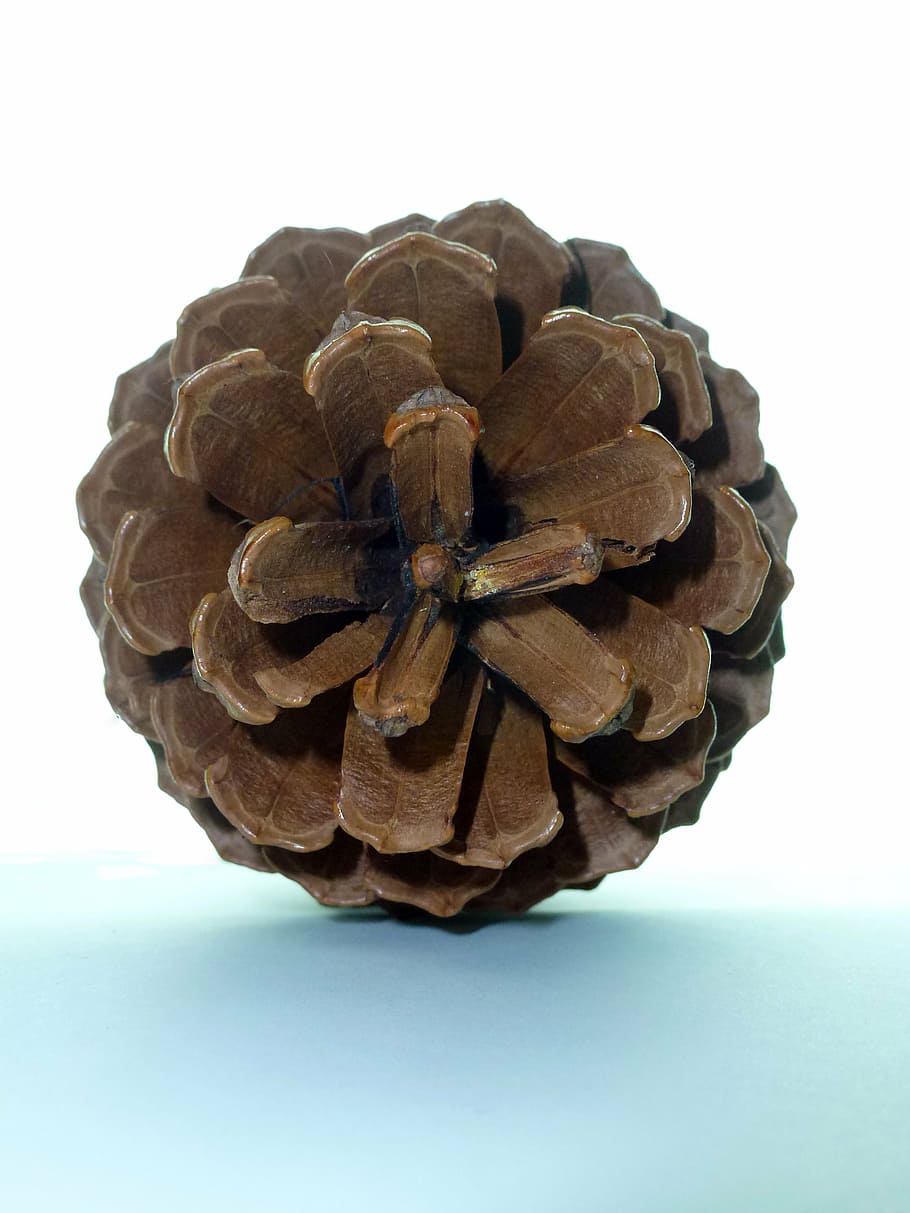 pine, tap, pine cones, tree, nature, studio shot, indoors, white background HD wallpaper