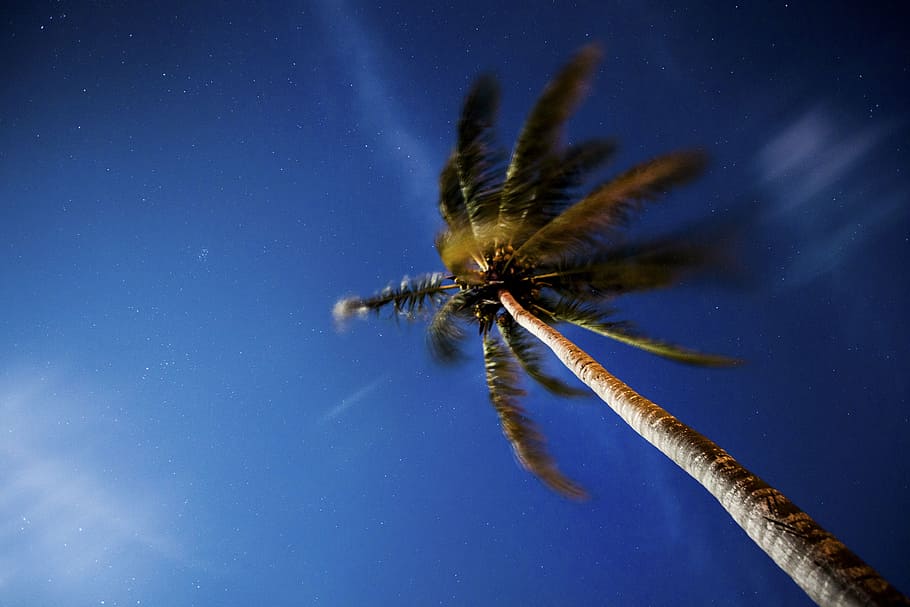 low angle photography of coconut tree, trees, nature, clouds