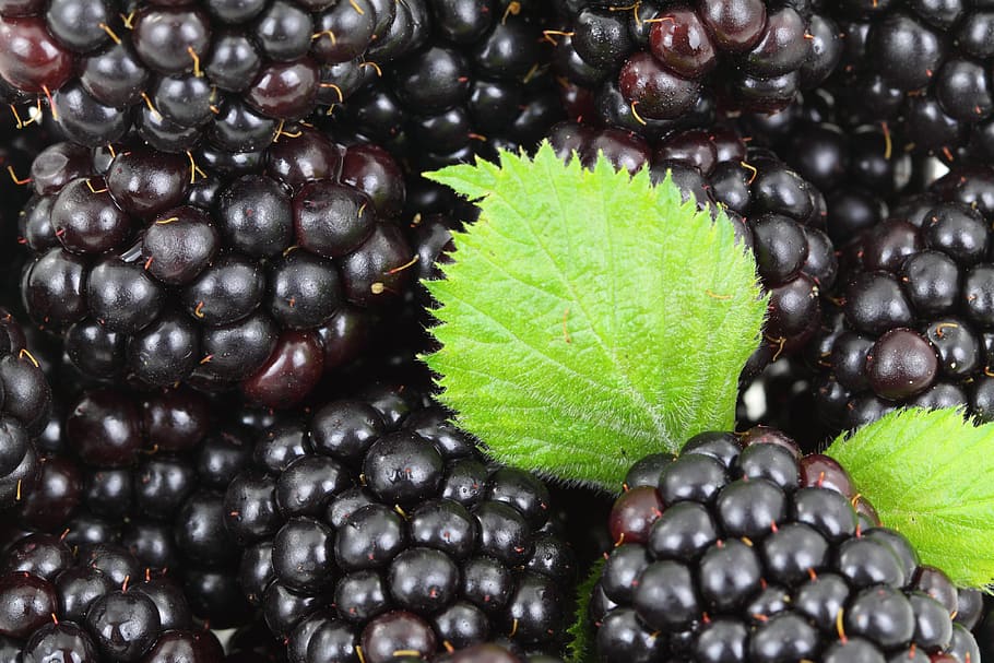 black and red berries, Background, Berry, blackberry, food HD wallpaper