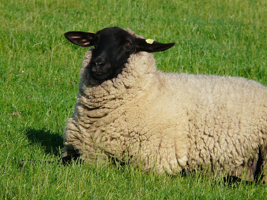 Sheep, Curious, View, to watch, happy, wool, rhön sheep, dike HD wallpaper