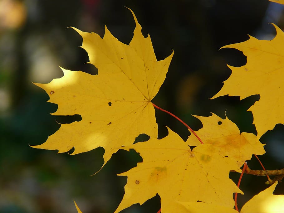 leaf, leaves, autumn, back light, colorful, maple, maple leaf HD wallpaper