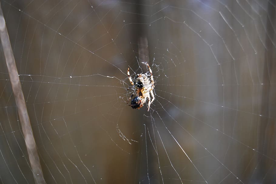 spider, spider web, insect, arachnids, animal themes, invertebrate HD wallpaper