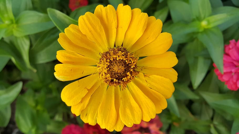 sun, flower, calm, flowering plant, freshness, yellow, beauty in nature HD wallpaper