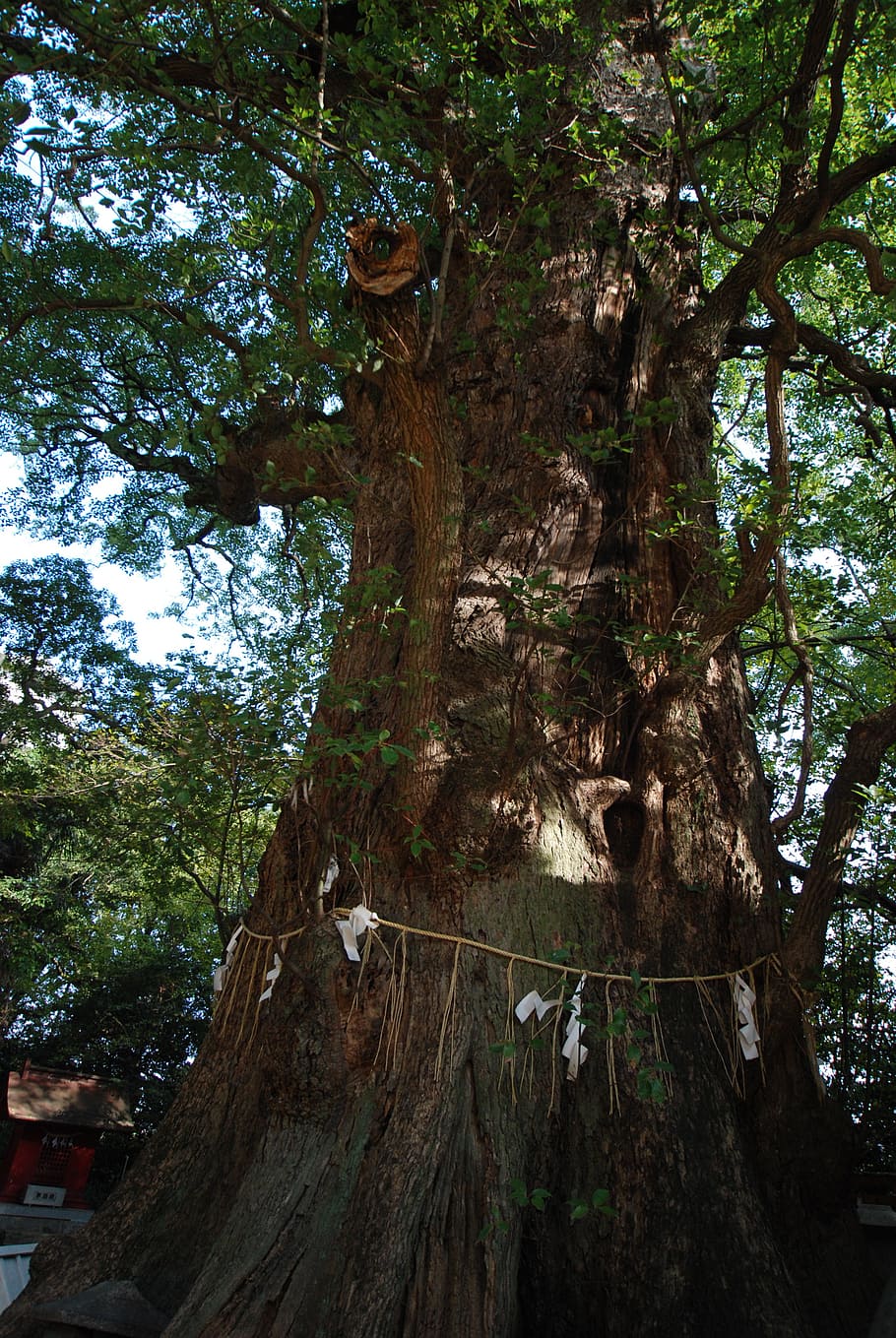 wood, camphor tree, sacred tree, shrine, ichinomiya shrine, HD wallpaper
