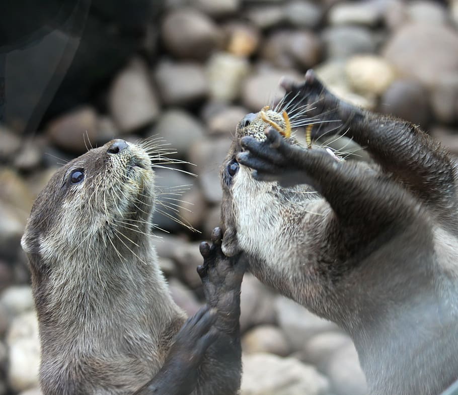 otter, cute, feed, feeding, animal, nature, wildlife, mammal HD wallpaper