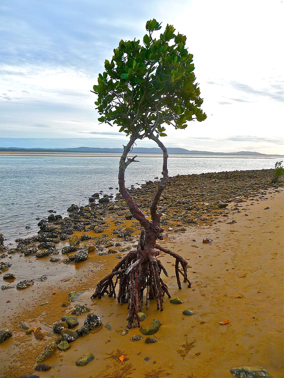 brown mangrove near beach, Isolation, Mangrove, Tree, Environment HD wallpaper
