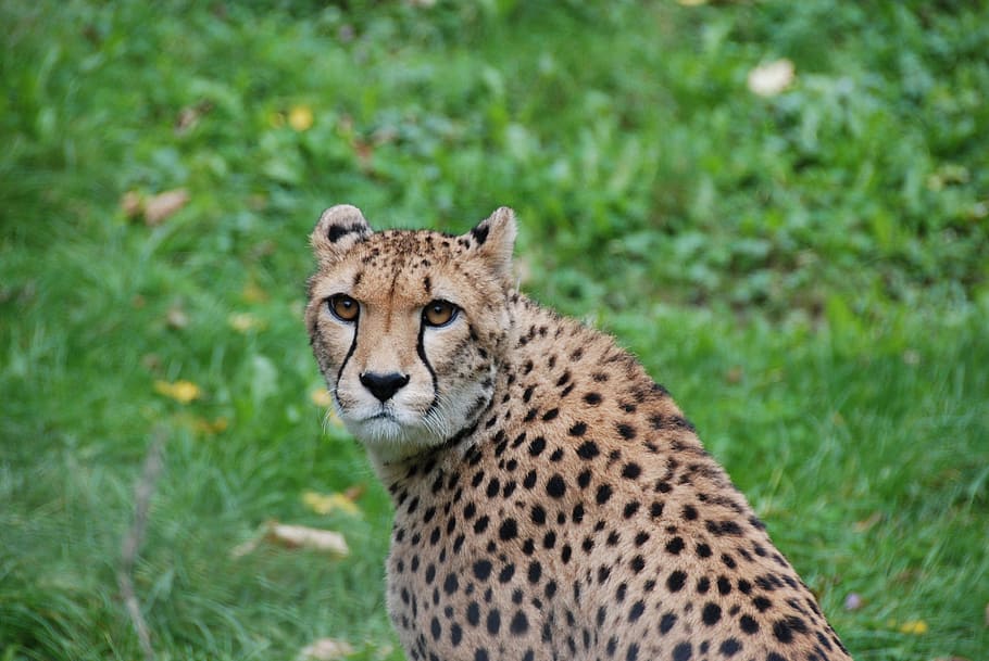 closeup photo of cheetah, Head, Attention, Wildcat, View, zoo HD wallpaper
