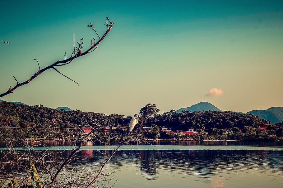 pond, plant, beach, water, sky, nature, mountain, tree, beauty in nature HD wallpaper