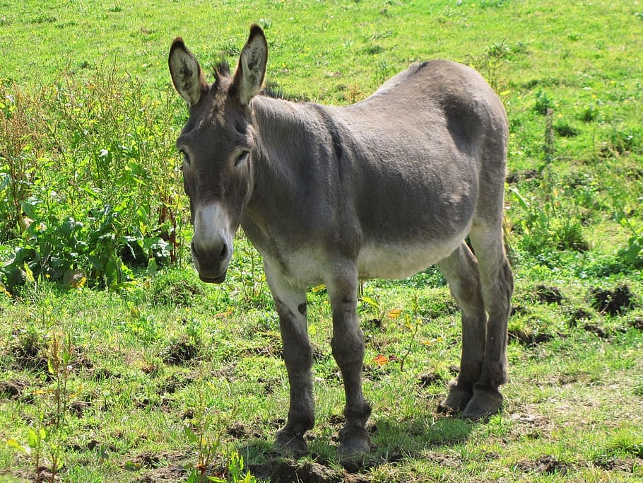 grey donkey standing on green grass field during daytime, jackass.