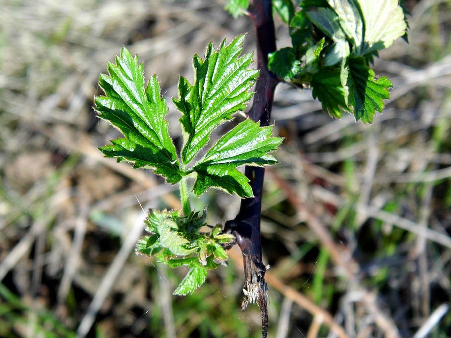 blackberry, plant, leaf, growth, plant part, green color, focus on foreground HD wallpaper