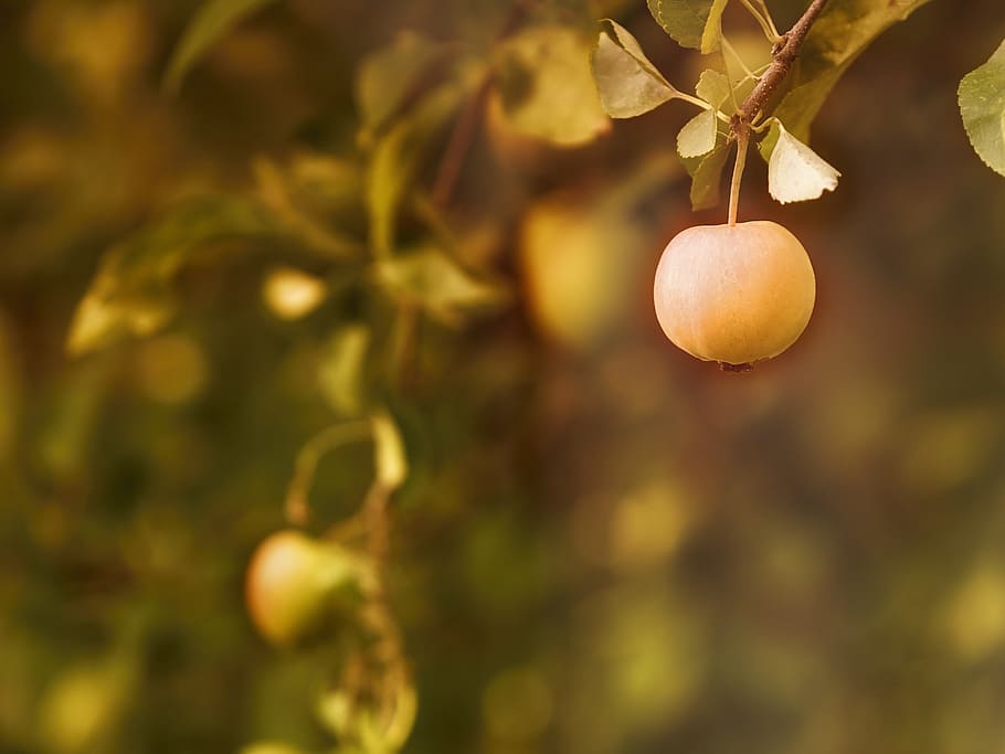 apple, tree, blossom, branch, leaves, autumn fruit, fruits HD wallpaper