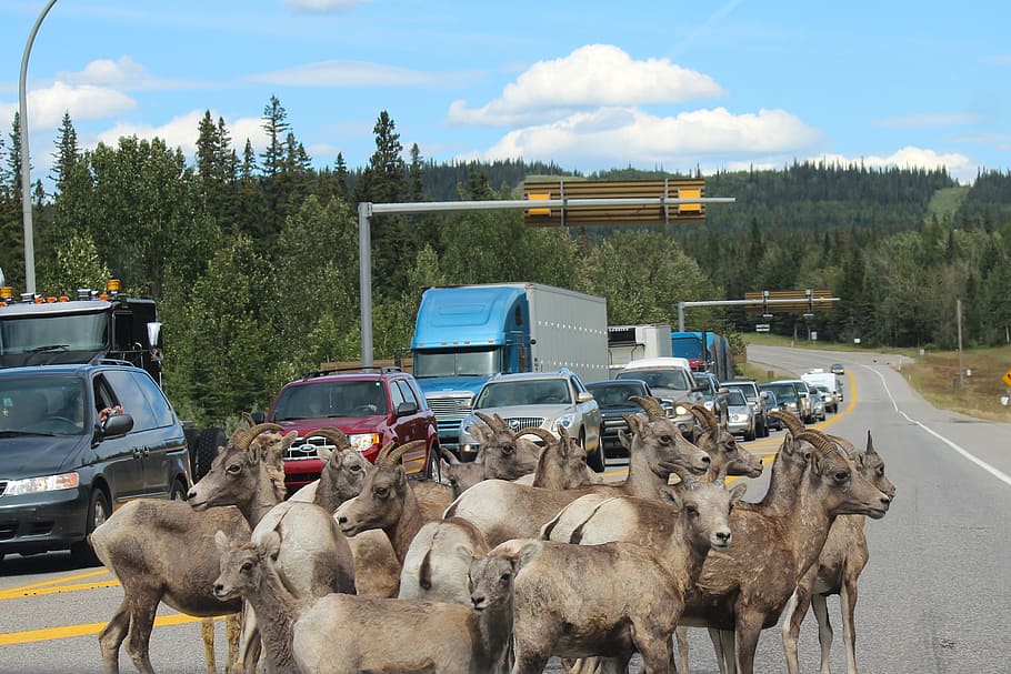 herd of goat on road, mountain goat, roadblock, jasper, alberta, HD wallpaper
