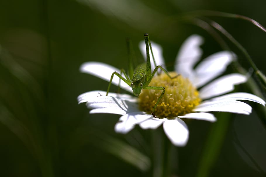 Grasshopper, Flower, Insecta, green, nature, chamomile, plant HD wallpaper