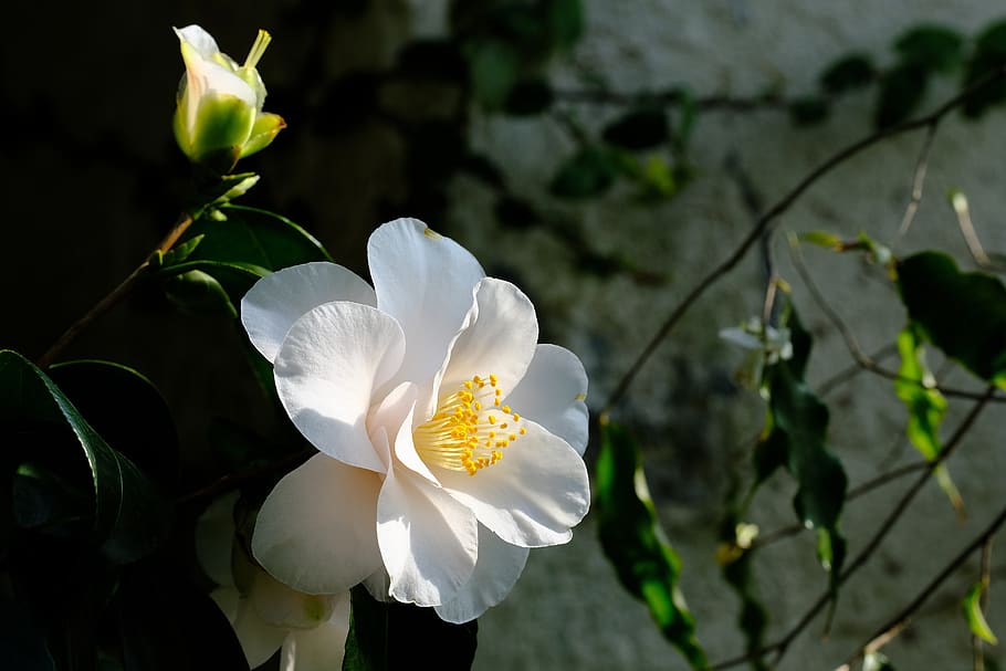 camellia, flowers, flowering plant, fragility, vulnerability HD wallpaper