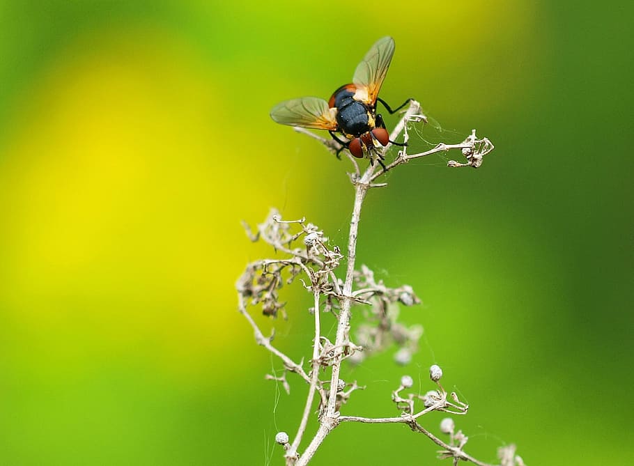 insect, nature, live, animal themes, animal wildlife, invertebrate HD wallpaper
