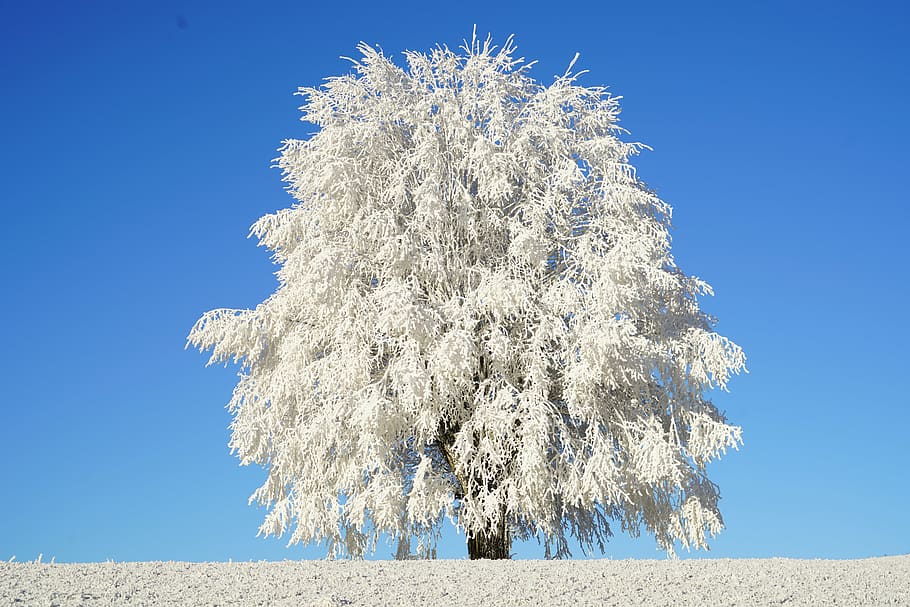 lone white leaf tree, hoarfrost, branch, iced, crystal formation HD wallpaper