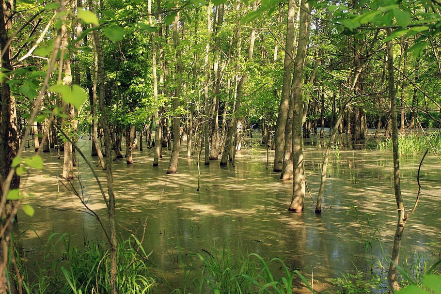 Swamp, Usa, Missouri, route 66 state park, flooded, forest, HD wallpaper