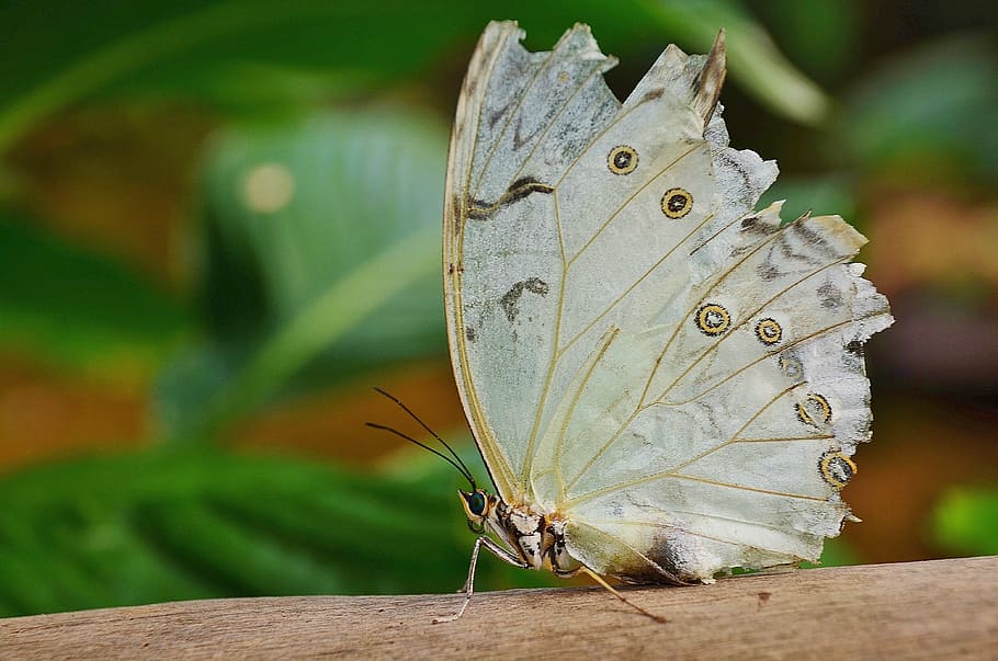 shallow focus photography of gray butterfly, white, morpho HD wallpaper