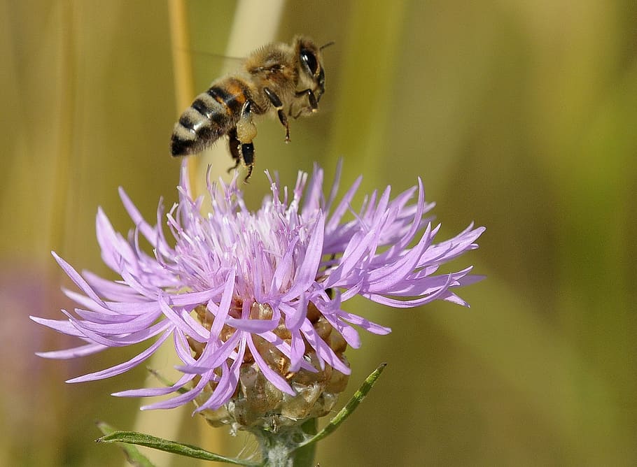 bee, insect, macro, blossom, bloom, violet, fauna, garden, macro photo HD wallpaper