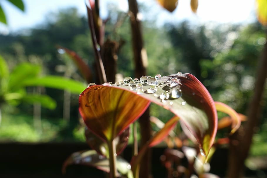 leaf, leaves, water, macro, plant, growth, beauty in nature HD wallpaper