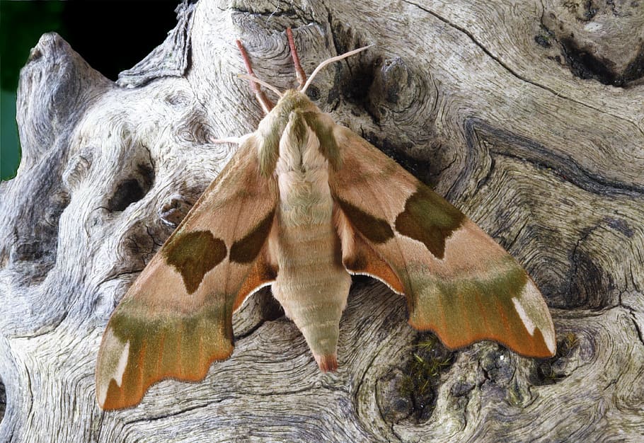 moth, macro, lepidoptera, british, nature, insect, wings, close-up HD wallpaper