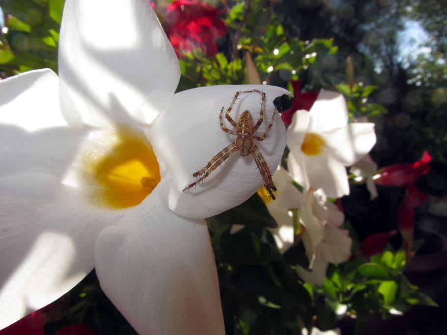 white trumpet flower, blossom, bloom, spider, close, arachnid, HD wallpaper