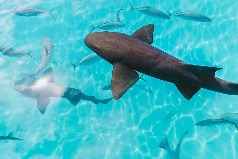 sharks on body of water, school of shark in body of water, fish HD wallpaper