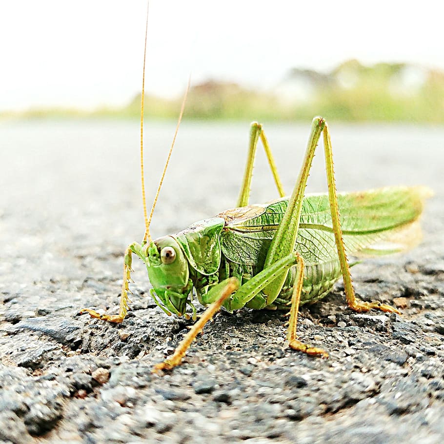 grasshopper, nature, probe, insect, green, macro, close, creature HD wallpaper