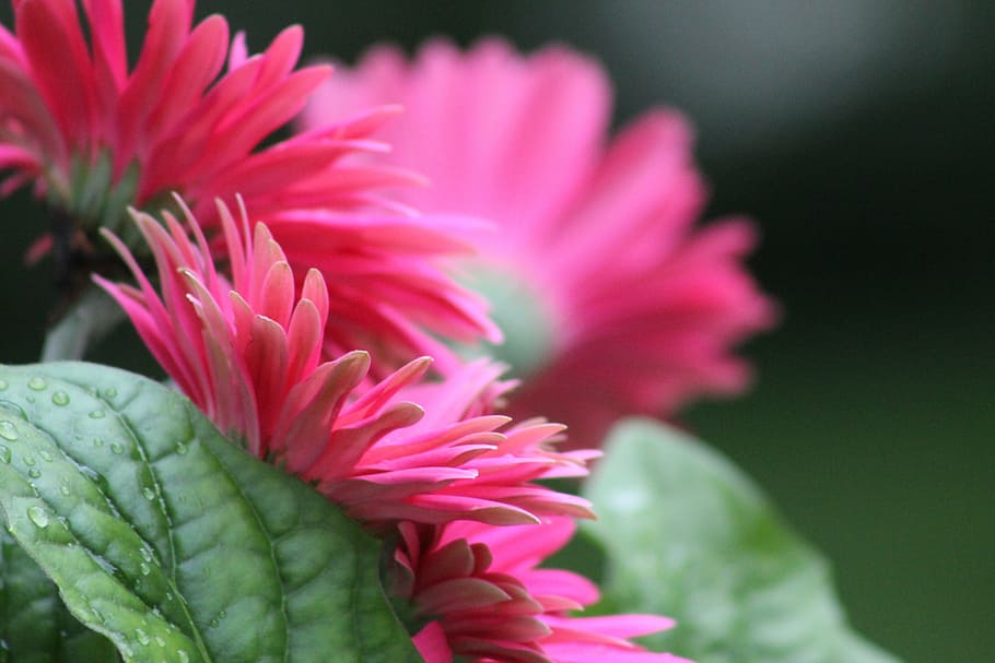 gerber daisy, flower, spring, fresh, blossom, bloom, nature HD wallpaper