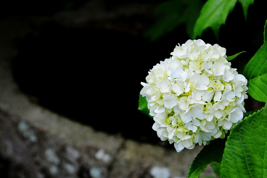 japan, kamakura, hydrangea, flower, beauty in nature, flowering plant HD wallpaper