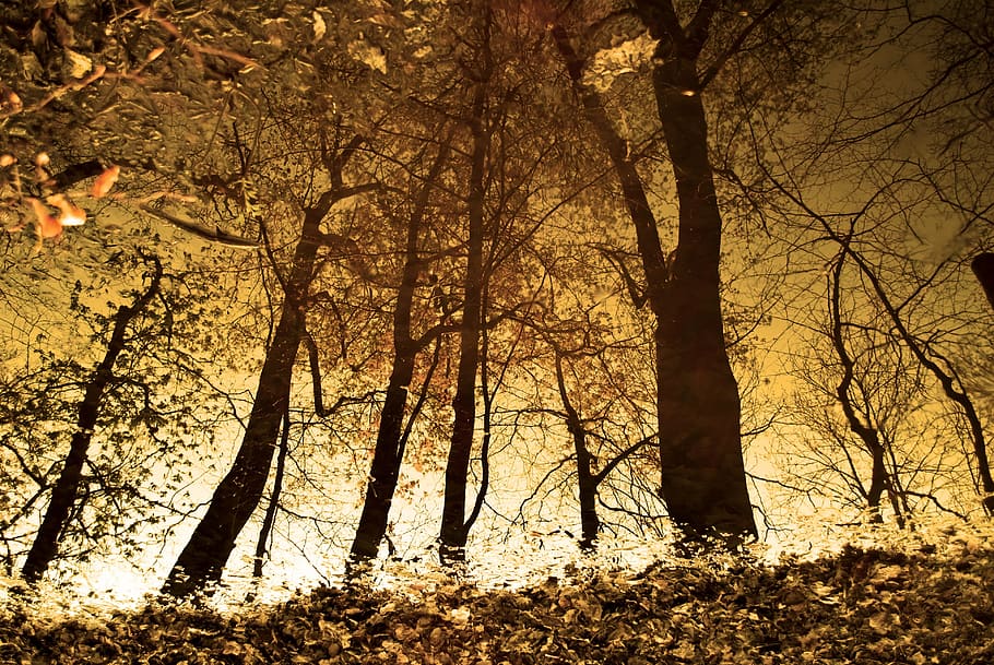painting of trees, forest, forest reflection, leaves, autumn HD wallpaper