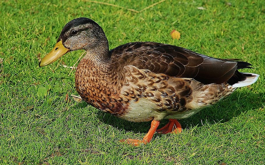 Duck, Ducks, Animal, Pets, Water, Bird, nature, head, plumage HD wallpaper