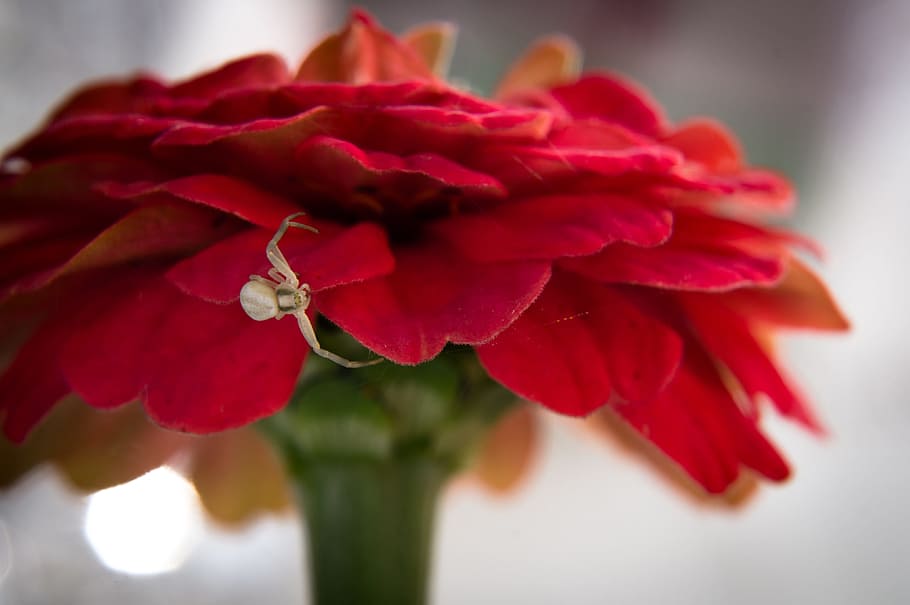 red, flower, white, spider, detail, macro, nature, flowering plant HD wallpaper