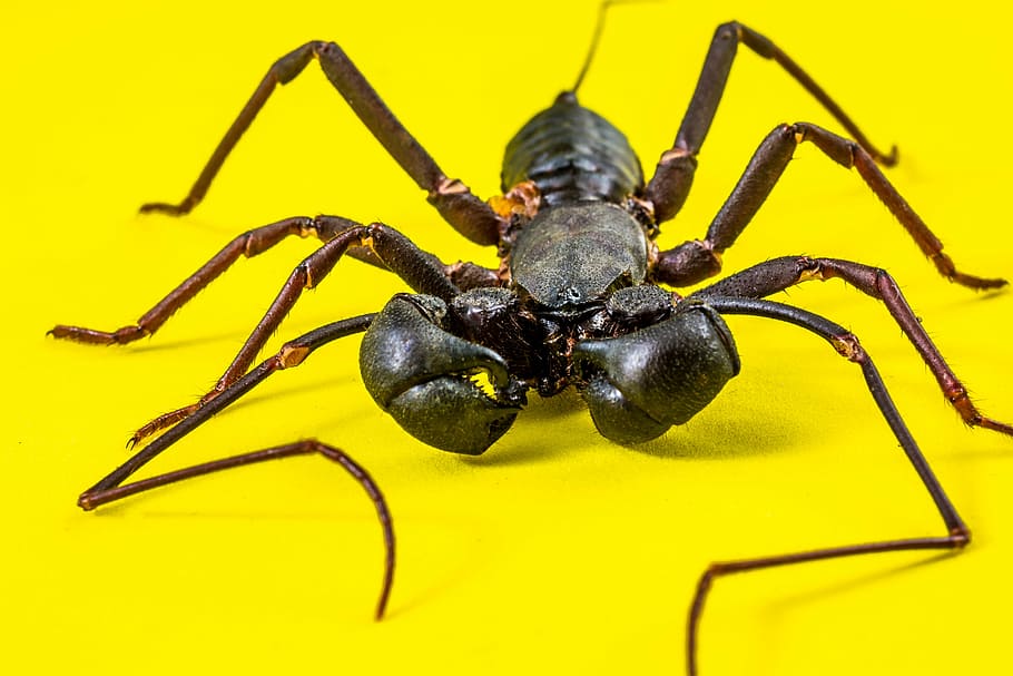 insect, unknown insect, close, spider, animal, arachnid, nature HD wallpaper