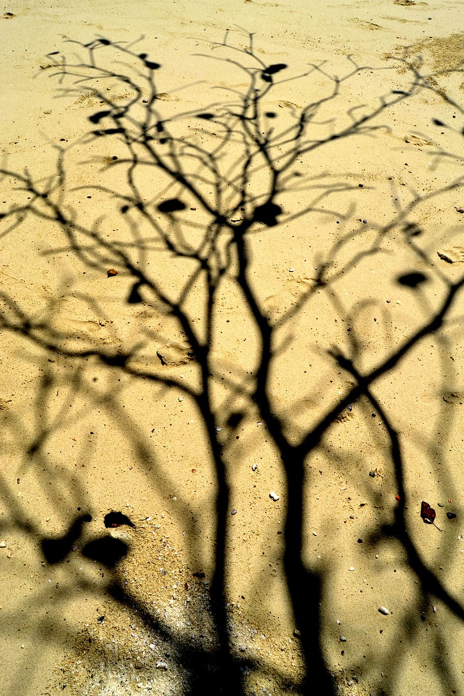 tree, shadow, sand, land, sunlight, nature, no people, day HD wallpaper