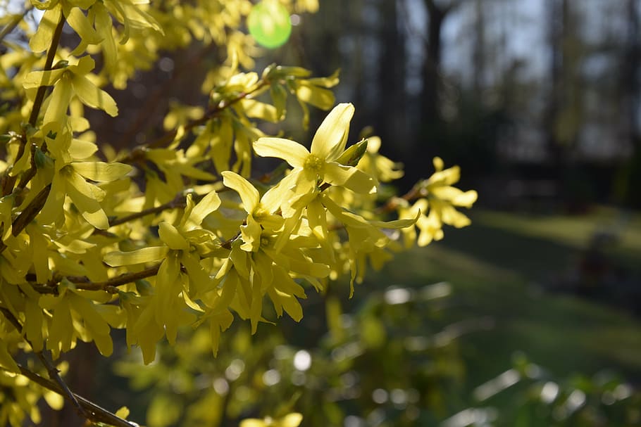 yellow, flower, spring, nature, yellow flower, garden, leaf HD wallpaper