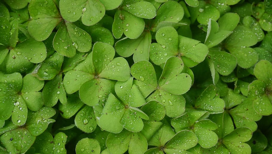 Grass, Dew, Roadside, leaf, green leaf, nature, green Color HD wallpaper