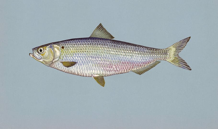 milkfish illustration, herring, blueback, animals, fauna, one animal HD wallpaper