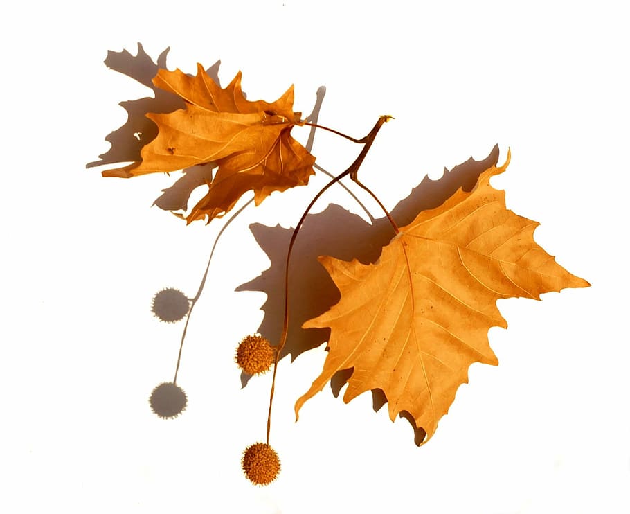 nature, herbarium, dry leaves, fruits, seeds, sycamore, autumn