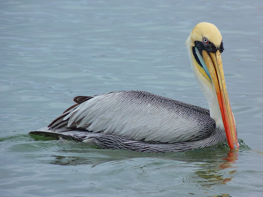 Pelikan, Water, Bird, Fish, Animal, nature, animals in the wild HD wallpaper