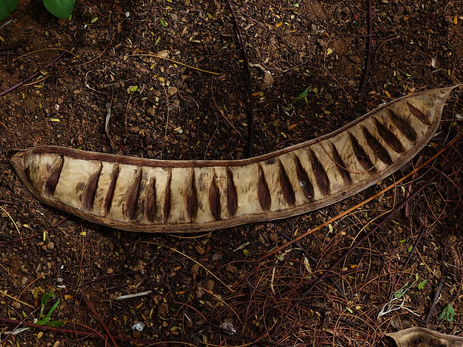 Pod, Seed, Chambers, Legume, Open, Seeds, seed chambers, woody HD wallpaper