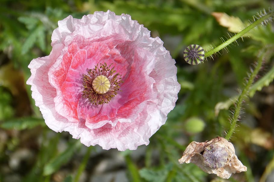 pink poppy, poppy capsule, stamens, macro, flower, plant, flowering plant, HD wallpaper