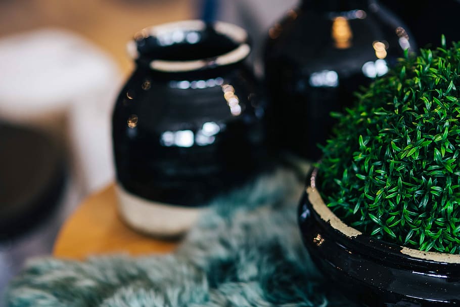 Green plant with black pots and a soft cyan rug, table, jar, ceramic, HD wallpaper