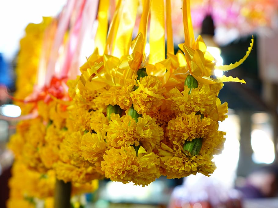 sampaguita flowers, thailand, prayer, jasmine, scent, flowering plant, HD wallpaper